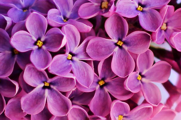 Lilas flores en el jardín