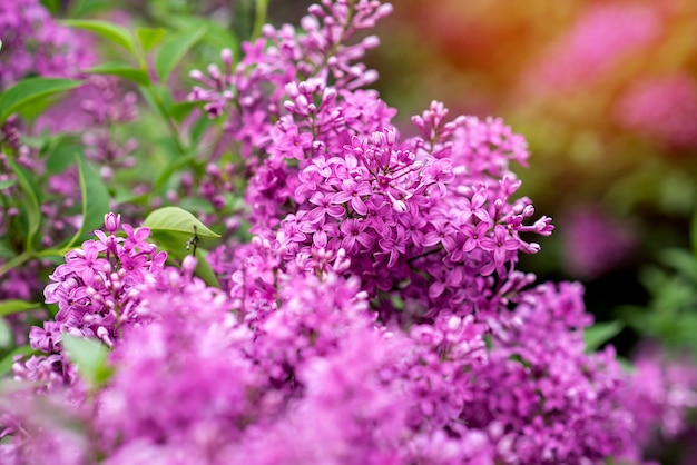 Lilás florescendo em uma árvore. Flores de maio no jardim. Primavera Verão