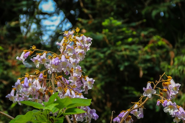 Lilás florescendo Paulownia tomentosa árvore princesa árvore imperatriz ou foxglovetree