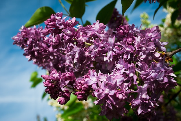 Lilás. Lilacs, syringa ou seringa. Flores roxas coloridas dos lilás com folhas verdes.