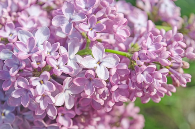 Lilás no fundo natural Ramo com flores lilás da primavera