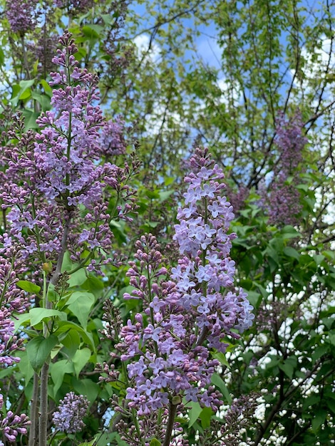 Foto lilás roxo florescendo no fundo de árvores verdes