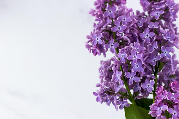 Lilas sobre un fondo blanco Postal con espacio de texto