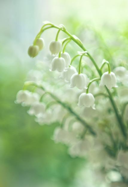 Lilas del valle