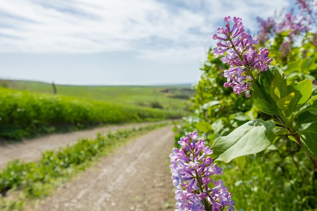 Lilases selvagens à beira da estrada, a estrada ao longo da paisagem litorânea