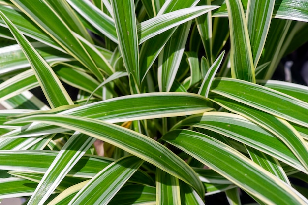 Lili paris chlorophytum comosum wird oft als Spinnenpflanze bezeichnet