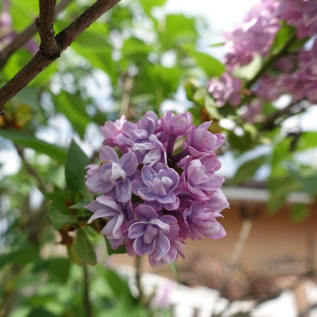 Liliac syringa blüht Buschblüte Frühlings-Sommerbild Viele kleine Blumen auf Buschzweig Liliac