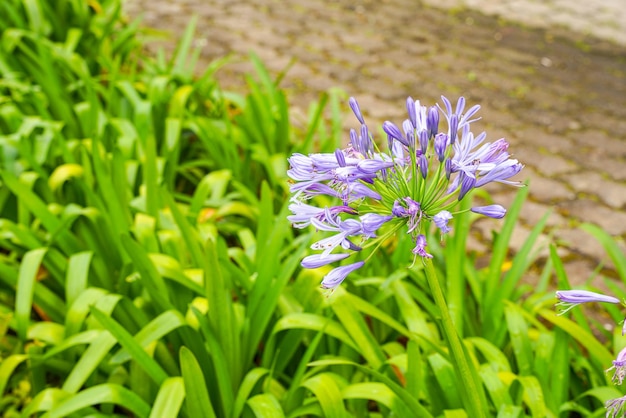 Lilie der Nilblume, Agapanthus oder Schmucklilie blüht im Garten.