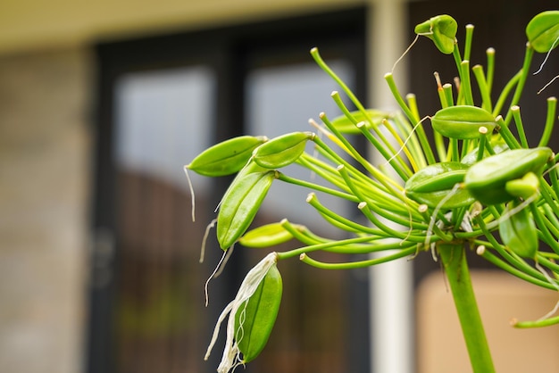 Lilie der Nilblume, Agapanthus oder Schmucklilie blüht im Garten.