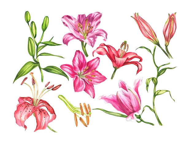 Lilien Aquarell botanische Illustration Elemente von Blumen