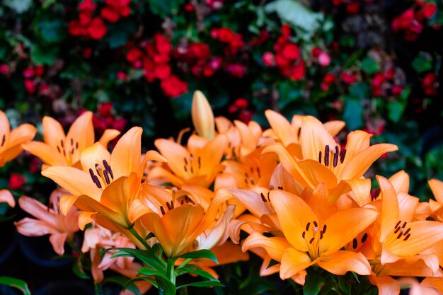 Lilien-Blumenstrauß im Garten. Frühlingsblumen