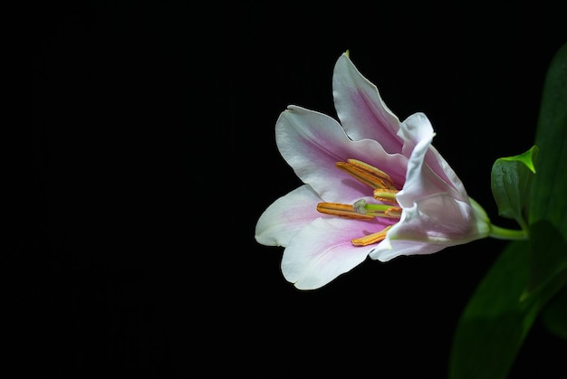 Lilien-Nahaufnahme mit Kopienraum