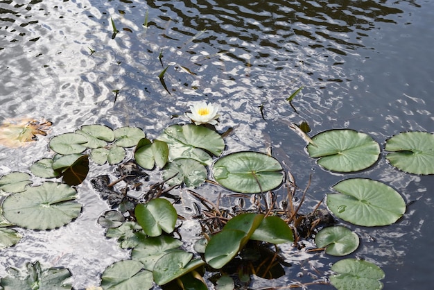 Lilienblätter auf Draufsicht des Wassers.