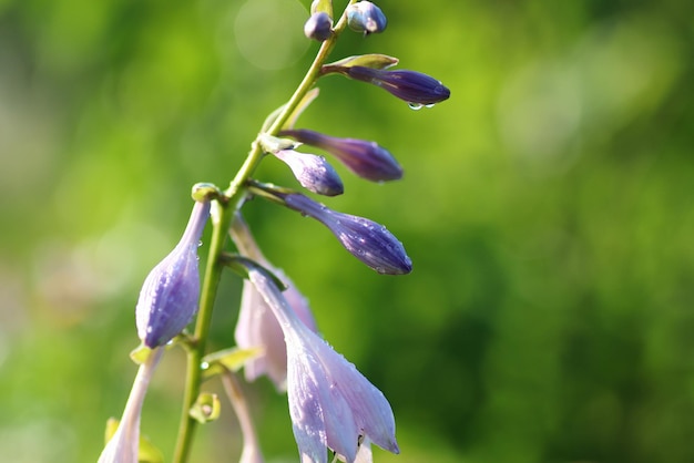 Foto lilienblütenblatt