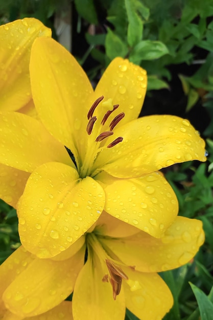 Lilienblume Gartenarbeit Eine blühende Pflanze Eine Grußkarte