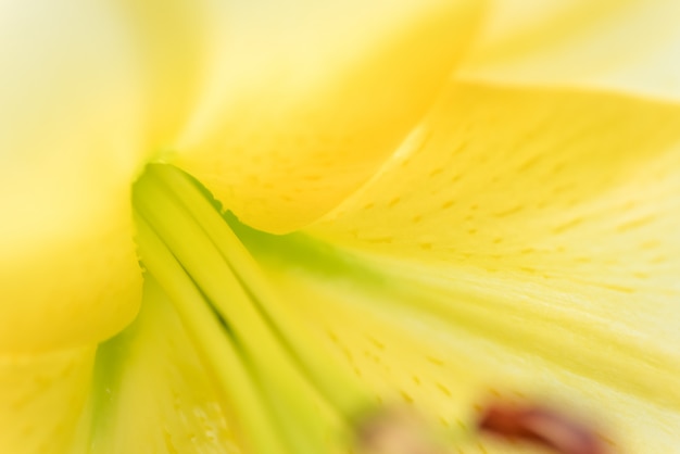 Lilienblume im Garten. Geringe Schärfentiefe. Makroaufnahme.