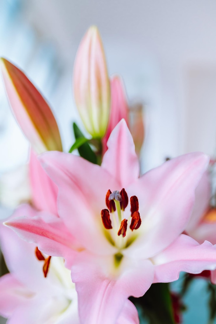 Foto lilienblume in naher nähe rosa farbe