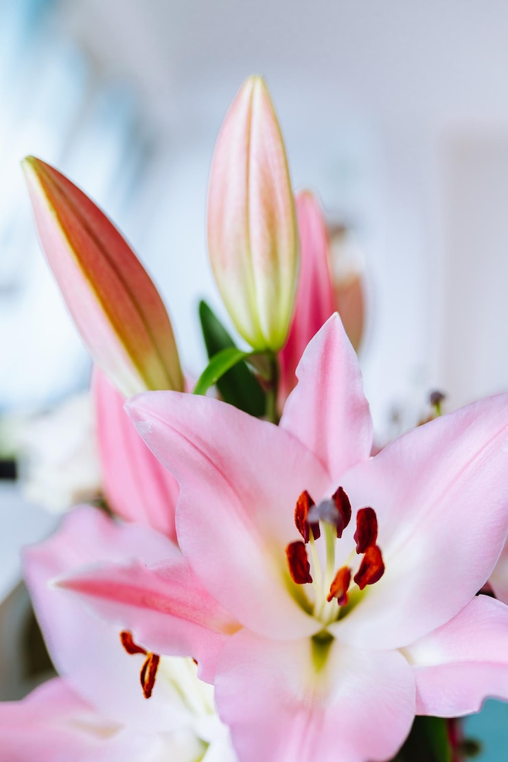 Foto lilienblume in naher nähe rosa farbe