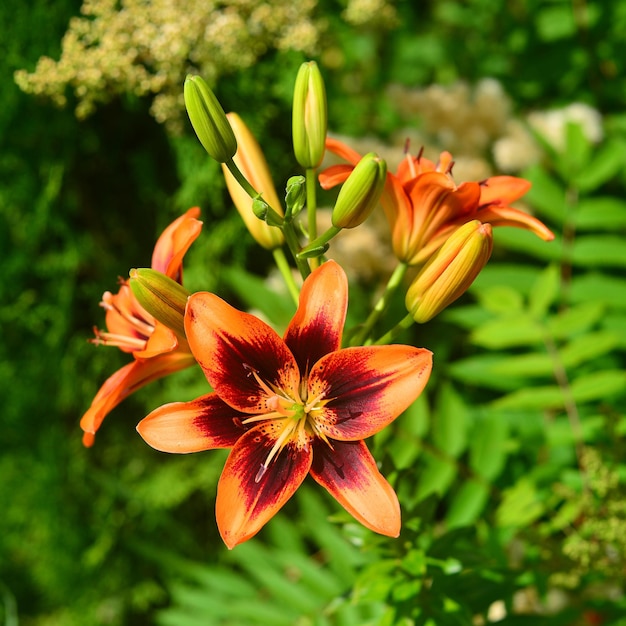 Lilienblume mit Knospen im Garten auf grünem Hintergrund