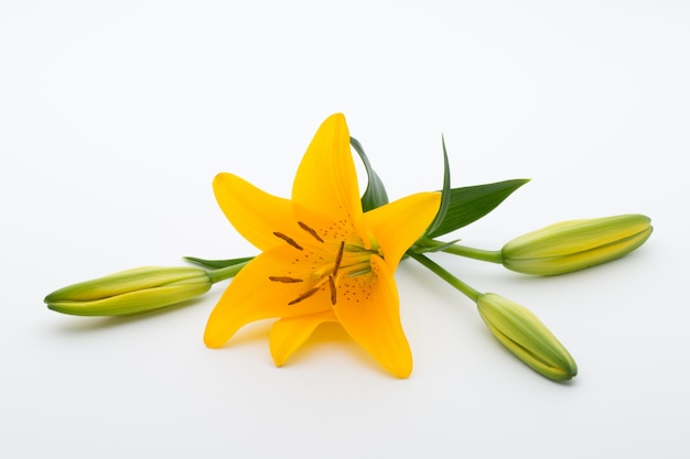 Lilienblume mit Knospen und Blättern