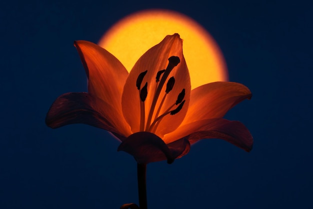 Foto lilienblume mit orangefarbenem licht beleuchtet