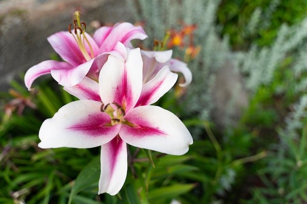 Lilienknospen auf einer verschwommenen dunkelgrünen Qualität