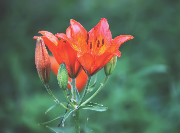 Lilienpflanzen wachsen im Sommerpark