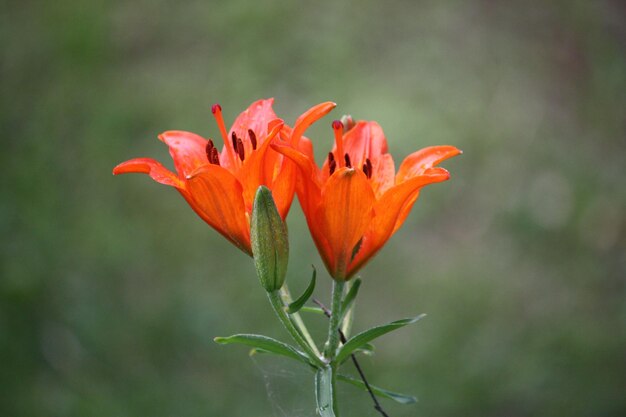 Lilienpflanzen wachsen im Sommerpark