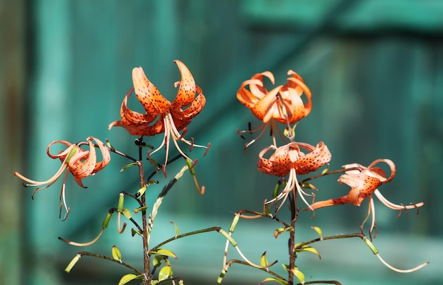 Lilienpflanzen wachsen im Sommerpark