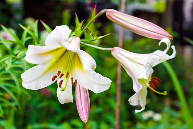 Lilium branco regale closeup