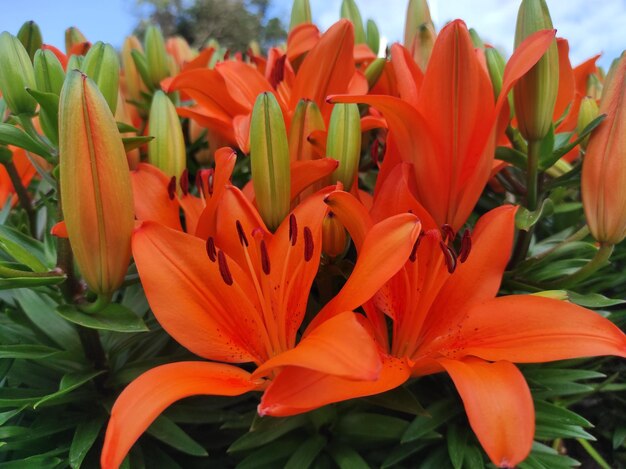 Lilium bulbiferum o lirio naranja, lirio de fuego y lirio tigre en flor