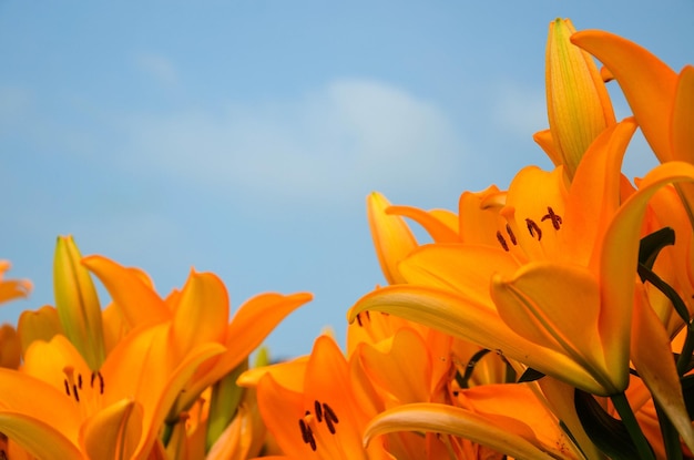 Lilium naranja en el parque