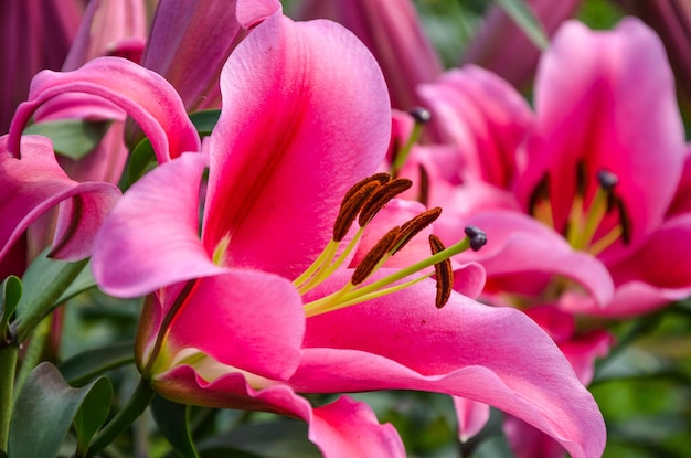 Lilium rosa no parque