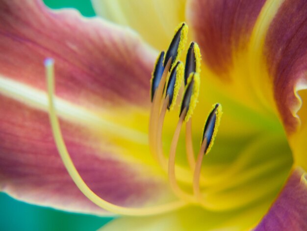 lilium