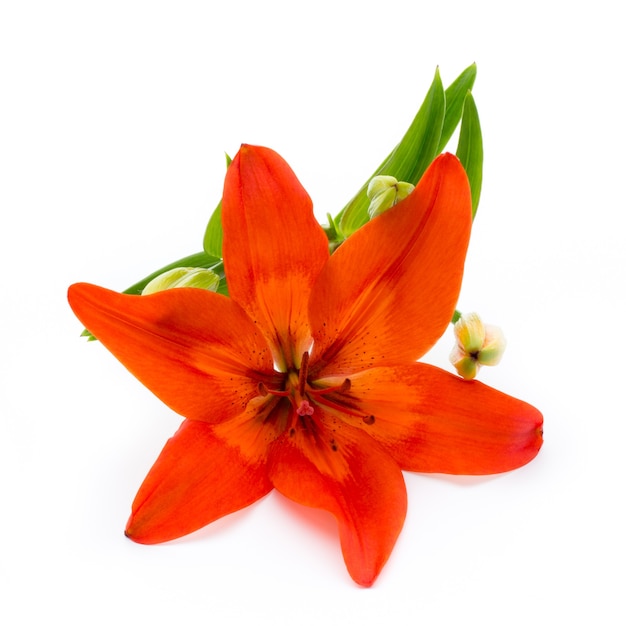 Lilly Blume mit Knospen isoliert auf einer weißen Oberfläche.