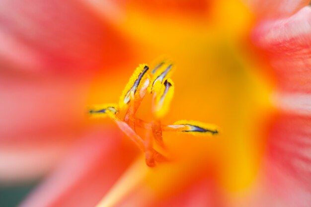 Lilly-Blumenmakrophotographie, Abschluss oben, flache Tiefe