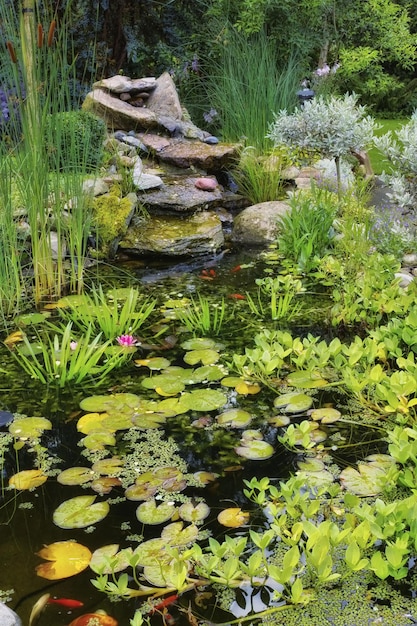 Lilly Pads Wasserpflanzen Schilf und Sukkulenten, die in einem japanischen Koi-Fisch-Teich in einem Hinterhof wachsen Blick auf einen ruhigen, ruhigen und ruhigen See, der mit frischer grüner Flora im Garten bedeckt ist