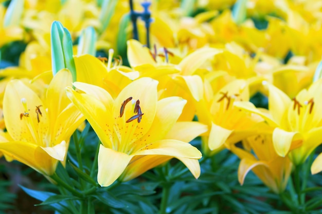 Lillyes amarillos en la cama del jardín