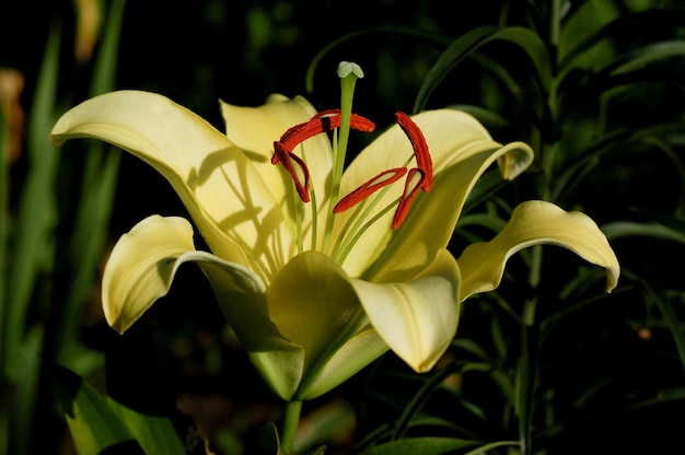 Lily Bellville schöne botanische Aufnahme, natürliche Tapete