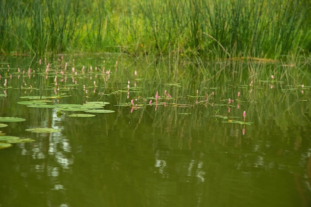 Lily deja en la superficie del agua en el río en verano.