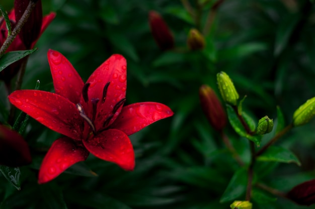 Lily es una de las flores más bellas y delicadas del mundo.