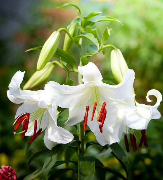 Lily florece en el jardín