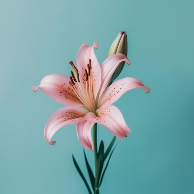 Lily Flower Plain Hintergrund mit Copy Space Generative AI