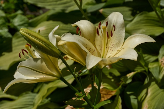 Lily el género de plantas de la familia de Lily Liliaceae Lily florece en el jardín