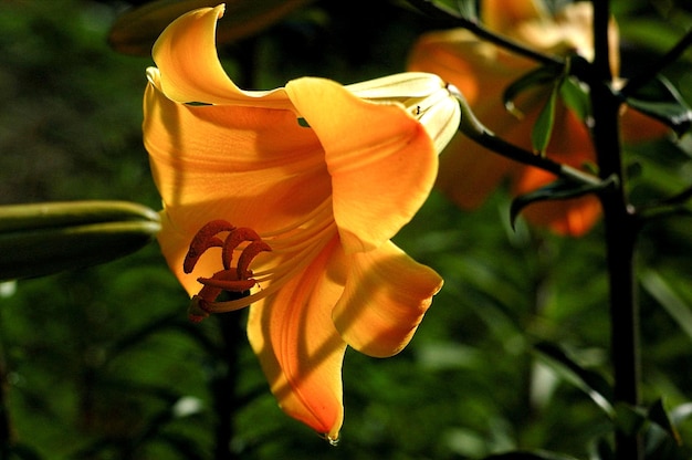 Lily goldene Pracht schöne botanische Aufnahme, natürliche Tapete