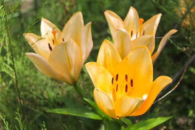 Lily im Garten