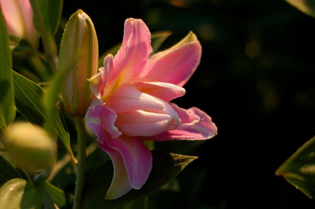 Lily Lotus Elegance schöne botanische Aufnahme, natürliche Tapete