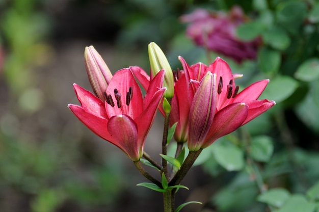 Lily no jardim da casa.