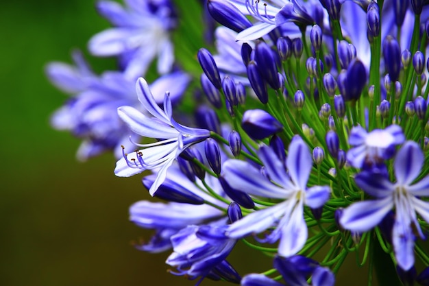 Lily of the NileAfrican Lily flowerscloseup von schönem Blau mit weißen Lilienblumen