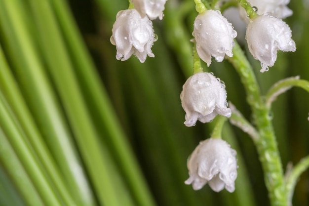 Lily of the valley fecha as folhas de maylily com gotas de orvalho